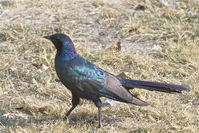Lamprotornis australis